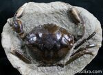 Fossil Crab From Washington - #7321-3